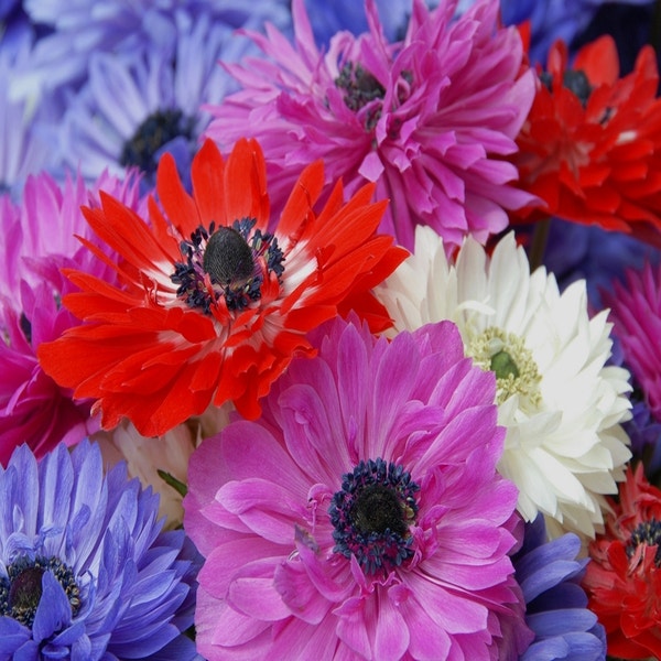 Anemone coronaria 'St. Brigid'