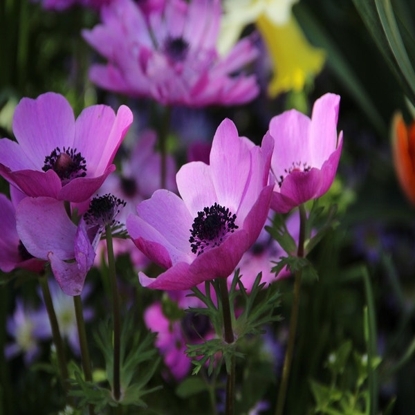 Anemone coronaria 'Sylphide' (Anemoon rose)
