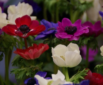 Anemoon (Anemone coronaria 'De Caen' mix)