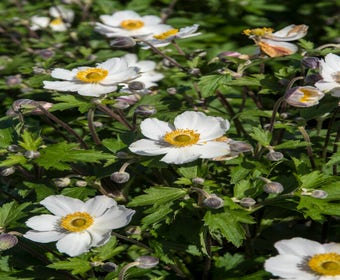 Anemoon (Anemone 'Elfin Swan')
