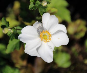 Herfstanemoon (Anemone 'Honorine Jobert')