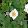 Anemoon (Anemone 'Honorine Jobert') BIO