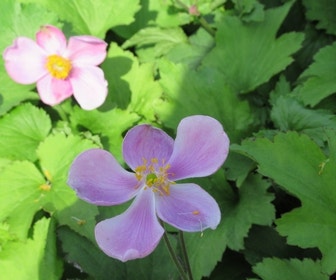 Anemoon (Anemone hupehensis 'Little Princess')