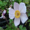 Japanse Anemoon (Anemone hupehensis)