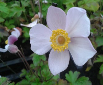 Japanse Anemoon (Anemone hupehensis)