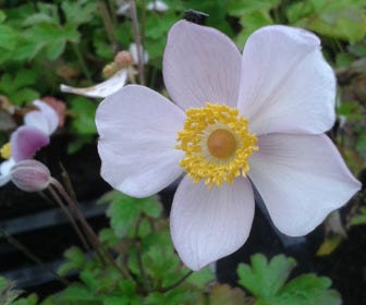 Japanse Anemoon (Anemone hupehensis)