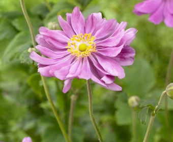 Anemoon (Anemone hupehensis 'Prinz Heinrich')