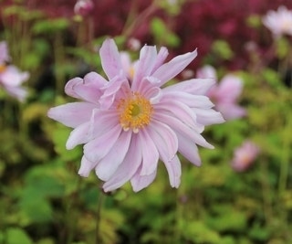 Anemoon (Anemone 'Mont Rose')