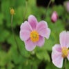 Anemoon (Anemone 'Richard Ahrens')