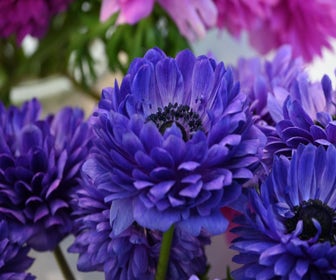Anemoon (Anemone coronaria LEVANTE®-Blu)
