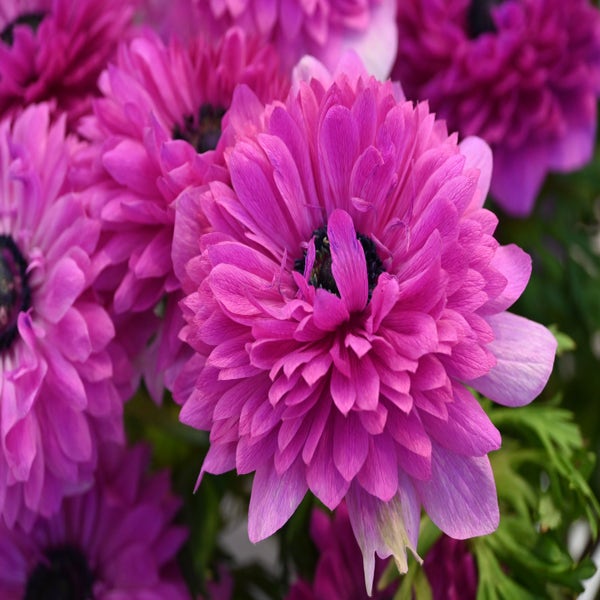Anemoon (Anemone coronaria LEVANTE®-Fuchsia)