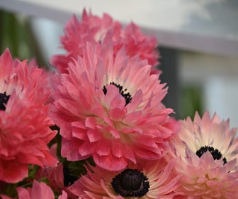 Anemoon (Anemone coronaria LEVANTE®-Rosa)