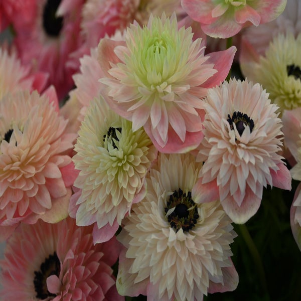 Anemoon (Anemone coronaria LEVANTE®-Rosa Chiaro)