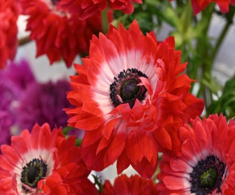 Anemoon (Anemone coronaria LEVANTE®-Rosso)