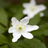 Anemoon (Anemone nemorosa)