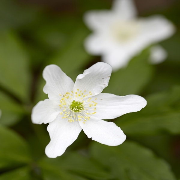 Anemone nemorosa (Anemoon bloem)
