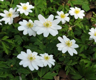 Anemoon (Anemone nemorosa 'Hilda')