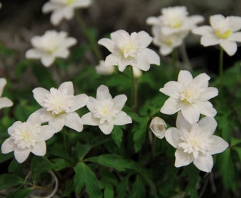 Anemoon (Anemone nemorosa 'Vestal')