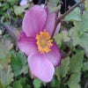 Anemoon (Anemone hupehensis 'Praecox')