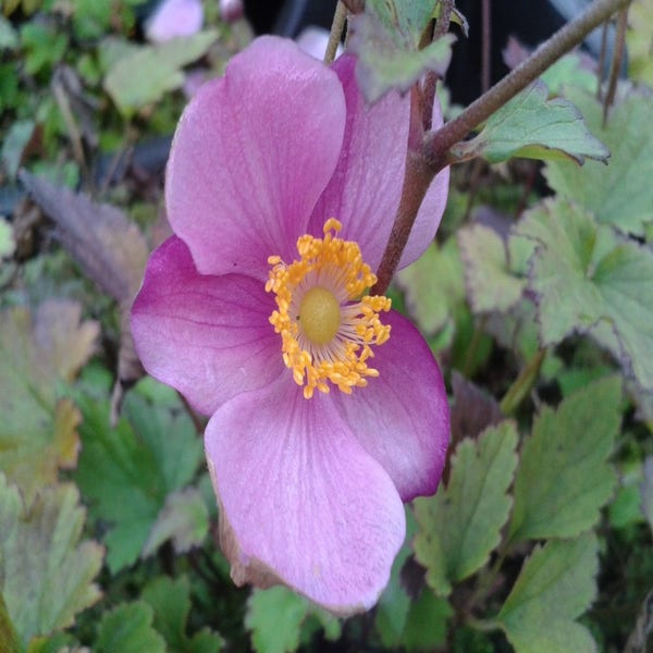 Anemone hupehensis 'Praecox' (Anemoon)