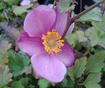 Anemoon (Anemone hupehensis 'Praecox')