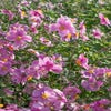 Anemoon (Anemone 'Rosenschale') Bio