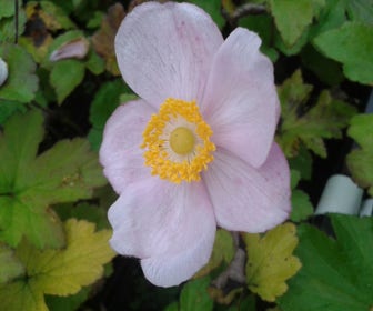 Anemoon (Anemone hupehensis 'September Charm') BIO
