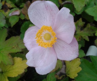 Anemoon (Anemone hupehensis 'September Charm') BIO