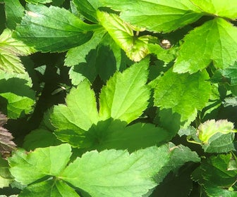 Anemoon (Anemone 'Snow Angel')