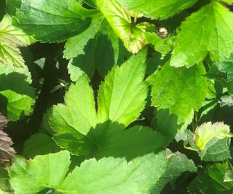 Anemoon (Anemone 'Snow Angel')