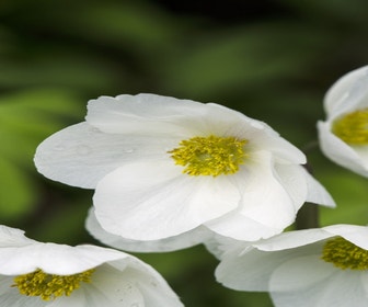 Bosanemoon (Anemone sylvestris)