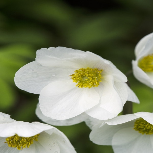 Bosanemoon (Anemone sylvestris)