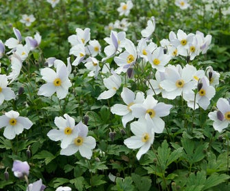 Anemoon (Anemone 'Wild Swan')