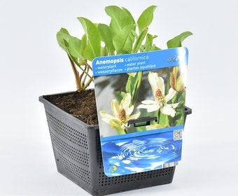 Anemopsis (Anemopsis californica)