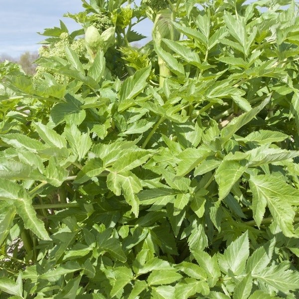 Angelica sylvestris, Gewone engelwortel Angelica sylvestris, Gewone engelwortel