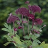 Engelwortel (Angelica gigas)