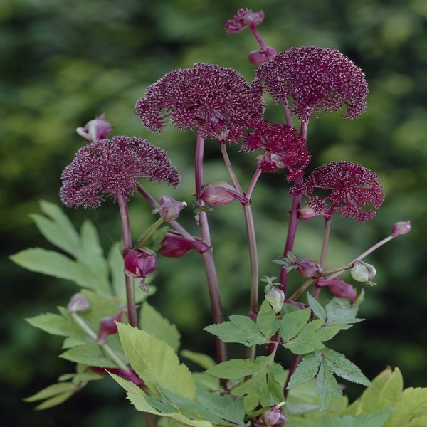 Angelica gigas (Engelwortel)