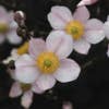 Anemoon (Anemone hupehensis 'September Charm')