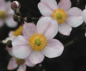 Anemoon (Anemone hupehensis 'September Charm')