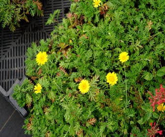 Schubkamille (Anthemis hybrida 'Dwarf Form')