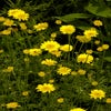 Gele kamille (Anthemis hybrida 'Kelwayi')