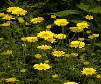 Gele kamille (Anthemis hybrida 'Kelwayi')