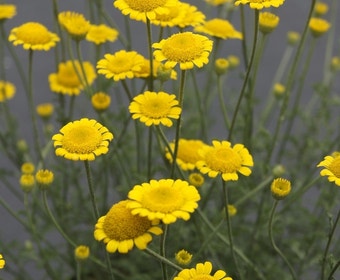 Kamille (Anthemis tinctoria 'Charme')