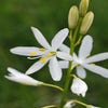 Grote graslelie (Anthericum liliago)