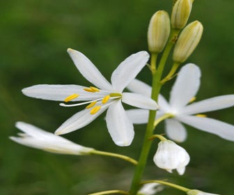 Grote graslelie (Anthericum liliago)