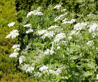 Fluitenkruid (Anthriscus sylvestris)