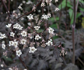 Fluitenkruid (Anthriscus sylvestris 'Ravenswing')