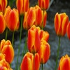 Tulp (Tulipa 'Apeldoorn Elite')