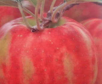 Lei-Appel (Malus domestica 'Karneval')