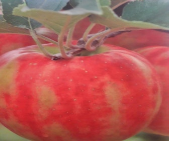 Appelboom (Malus domestica 'Karneval')
